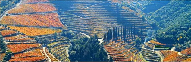 Local authorities in the Douro region announce protective measures against CTT
